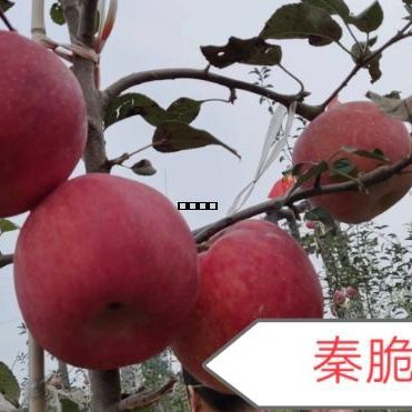北镇市秦脆苹果苗