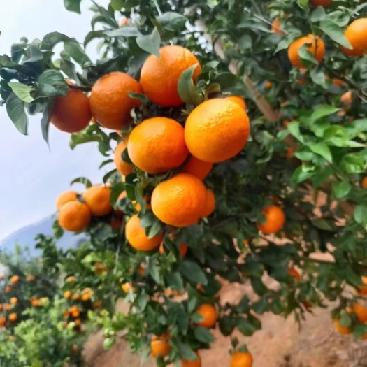 元江县云南精品茂谷柑大量现货供应中