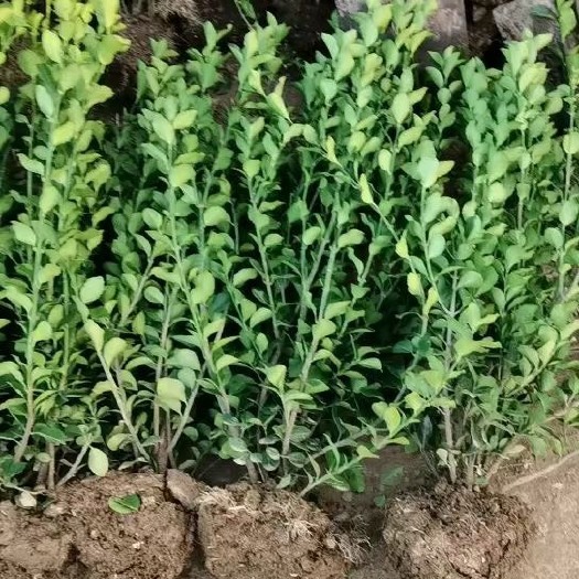 沭阳县卫矛