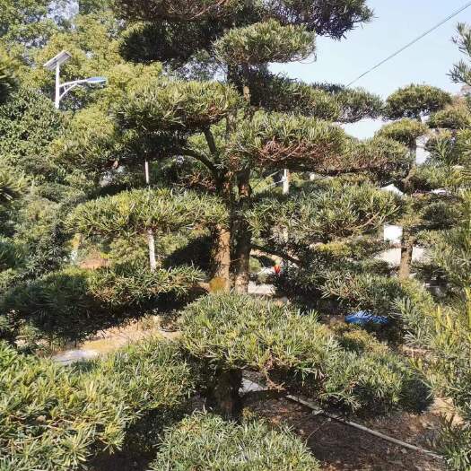 浏阳市造型罗汉松 罗汉松 园林常青景观树庭院别墅花园