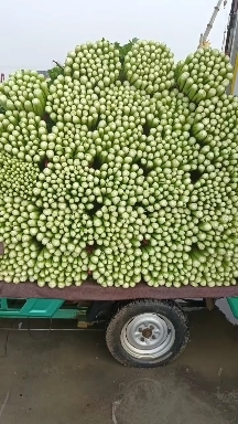 邯郸芹菜