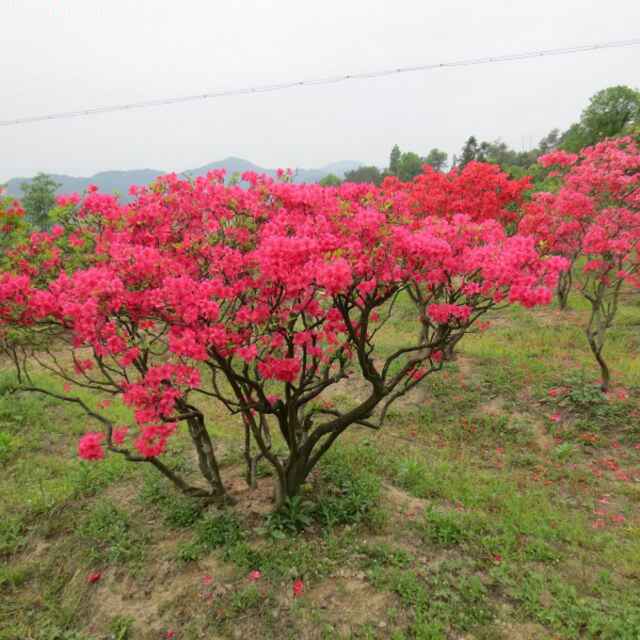 飘枝全冠映山红飘逸洒脱