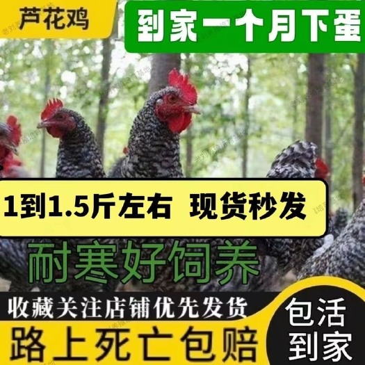 梁山县【今日发货】纯种芦花鸡脱温半大斑点鸡活鸡土鸡批发幼苗散养零售