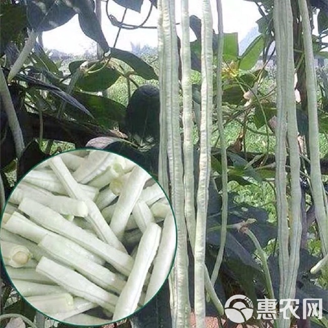 白豇豆种子 三尺白玉 大白条豇豆 春夏秋季 爬藤农家丰产蔬菜