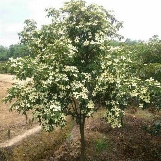 四照花苗，山荔枝香港四照花