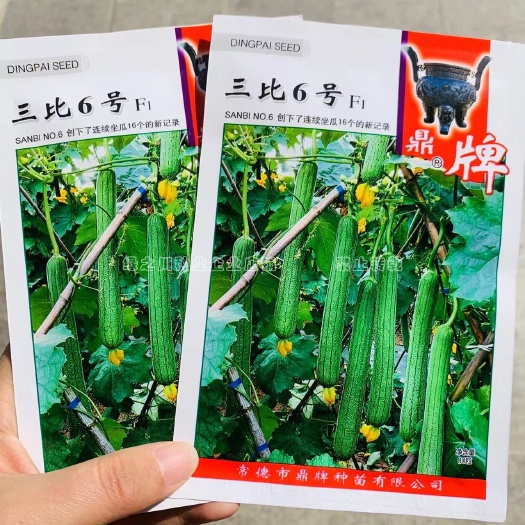 沭阳县鼎牌三比6号丝瓜种子果肉乳白特早熟长香丝瓜种籽连续坐瓜能力强