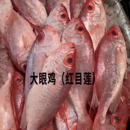北海大眼鸡鱼、红目莲、天然海鱼、2~5条/斤、鲜度超靓、产地直批