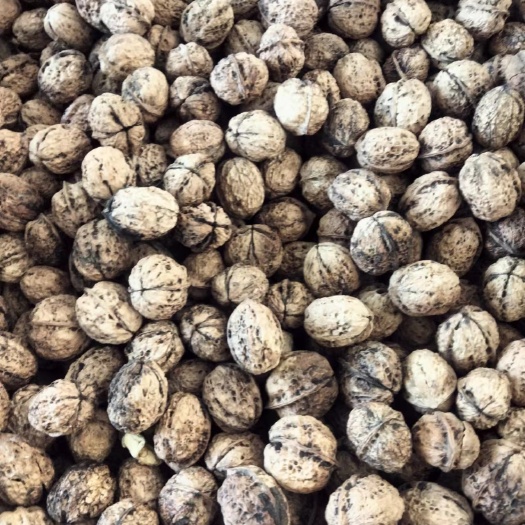 南涧县纸皮核桃