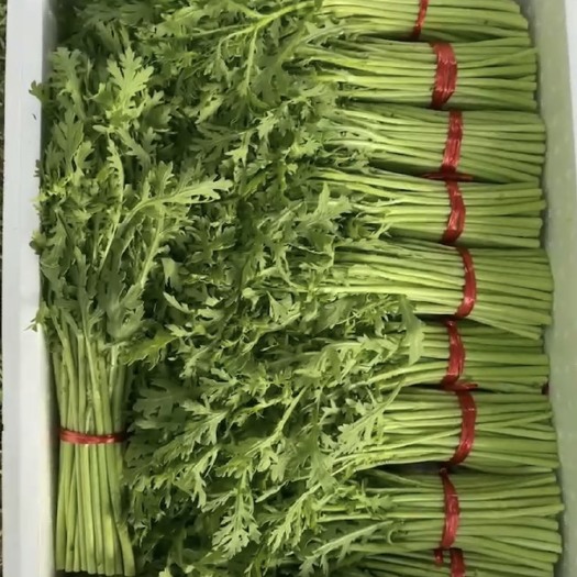 贺兰县精品叶菜，茼蒿批发零售