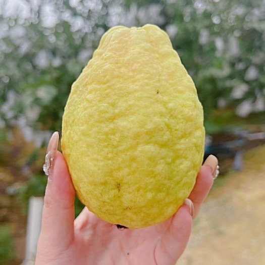 广州广东增城番石榴芭乐