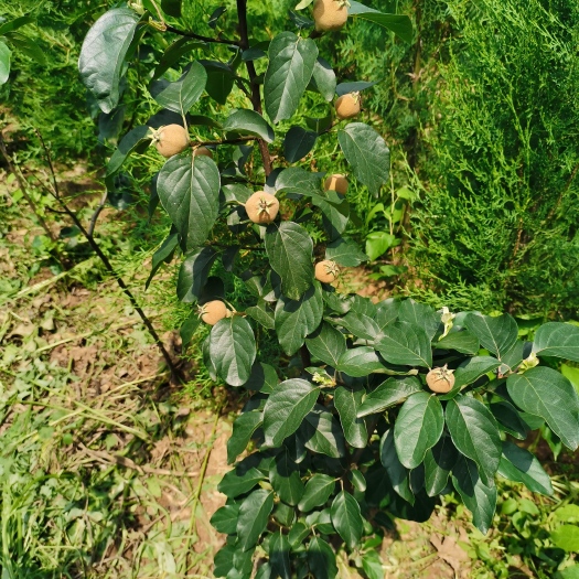 平邑县榅桲树，别名香楂树，闻香果树。