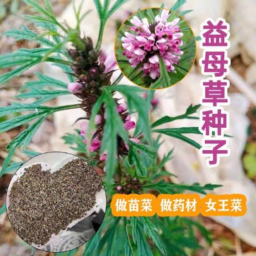 正品散装益母草种子阳台四季盆栽蔬菜种孑野生野菜食用四季易种植