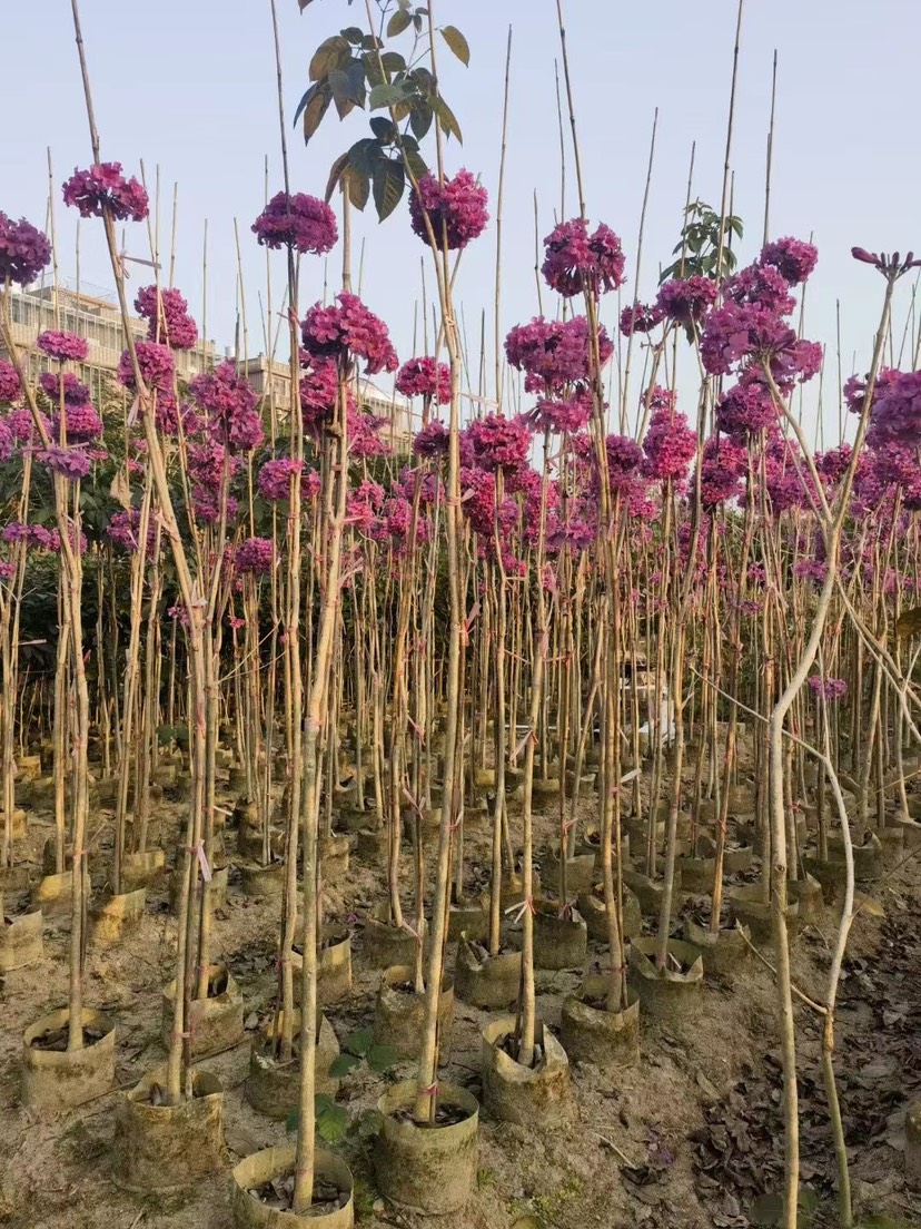 紫花风铃木1-2米高