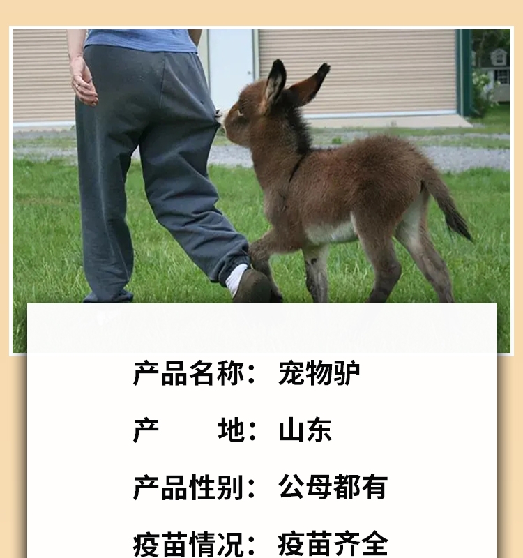 迷你小驴幼崽出售儿童乘骑小毛驴网红宠物驴景区观赏驴养殖技术