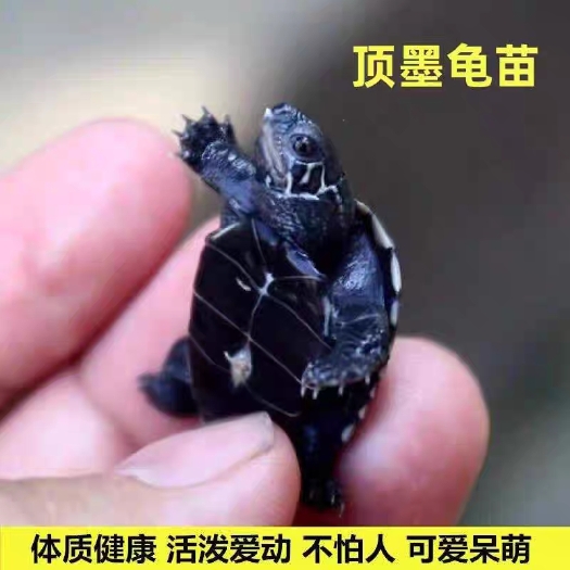长沙墨龟，长寿龟苗。草龟苗便宜出了