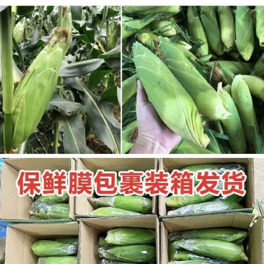 元谋县云南特产露天种植金银玉米新鲜带壳整箱一件发货