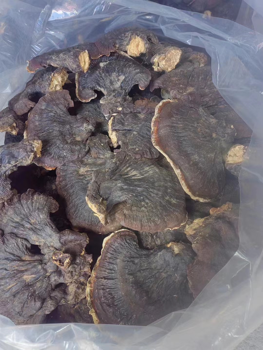 林下金边灵芝260/斤
