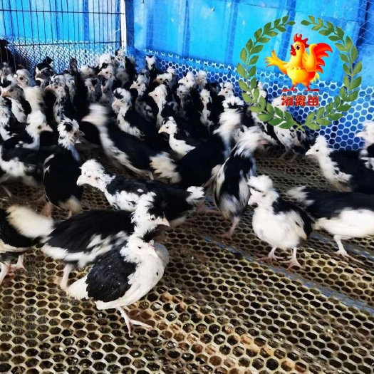 衡阳出售贵妃鸡苗脱温鸡苗一个月的做了疫苗量大优惠