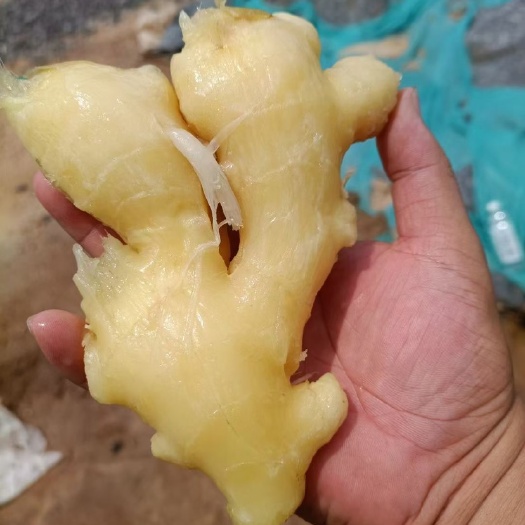 鸡泽县腌鲜姜 泡生姜