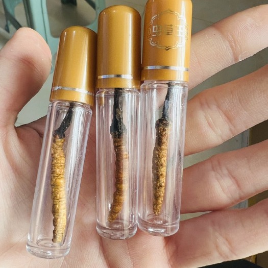 菏泽西藏特产虫草夏草 单支装 一根一管 高海拔滋补养生