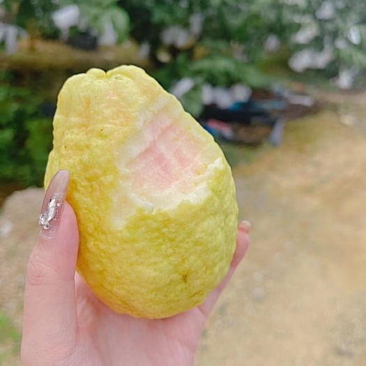 广州广东增城头果特产芭乐新鲜水果早季四季红番石榴农家种植现摘现发