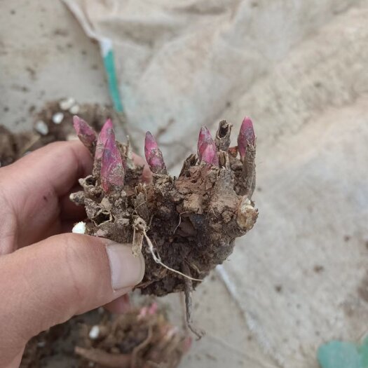 亳州白芍芽头，白芍苗自产自销现货供应，免费技术指导签订回收合同。