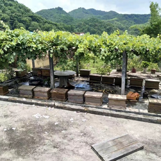 广东长寿之乡蜜糖粤北山区清远连州农民自养百花蜜土蜂蜜蜂巢蜜