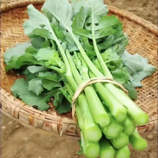 广州新鲜板蓝根青菜菘油1号