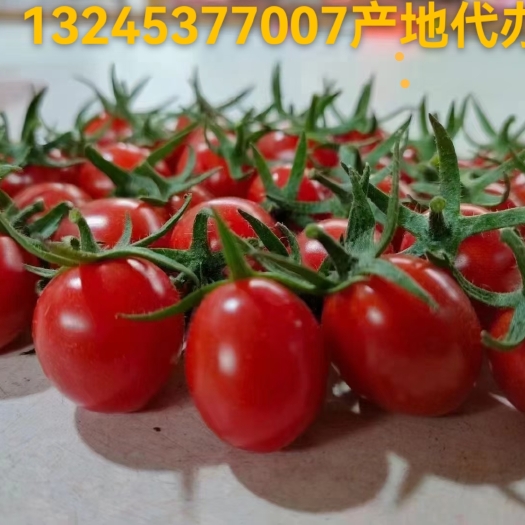 莘县小番茄  千禧果