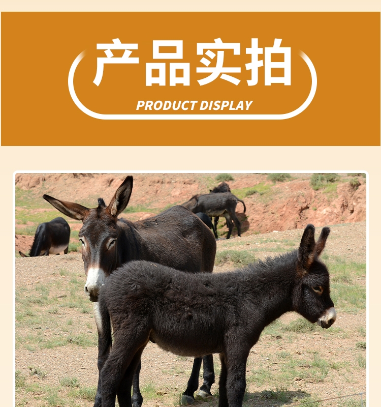 迷你小驴幼崽出售儿童乘骑小毛驴网红宠物驴景区观赏驴养殖技术
