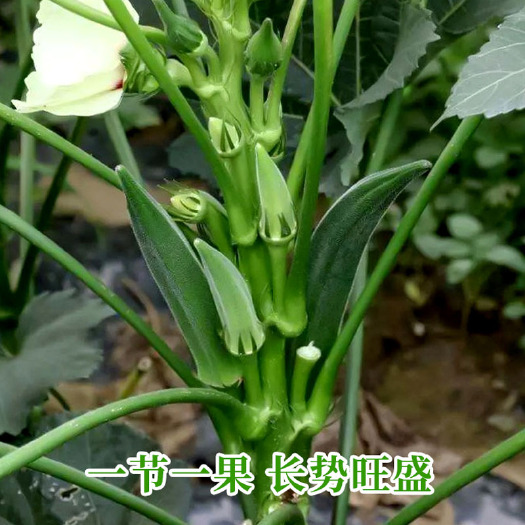 济南水果秋葵种子 杂交种 粘液丰富 脆嫩不易老 全绿秋葵批发包邮