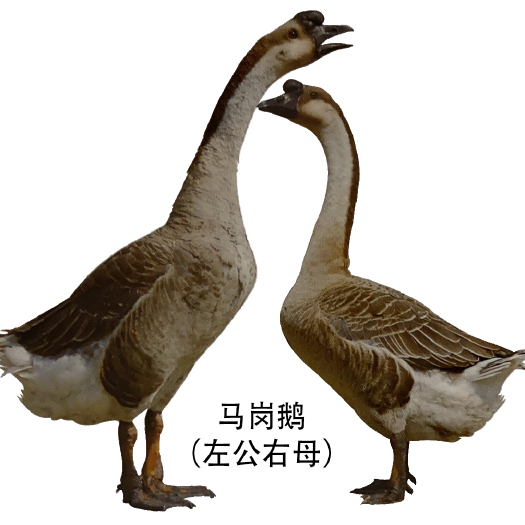 南宁马岗鹅苗 长期供货 包打疫苗 质量保证品种优良 支持技术指导