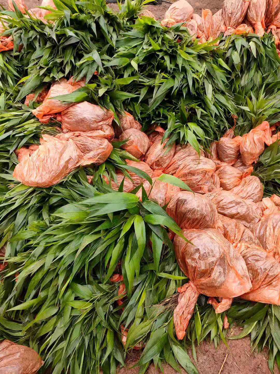 淡竹叶种苗杯苗基地，常年大量批发提供，货源充足手续齐全