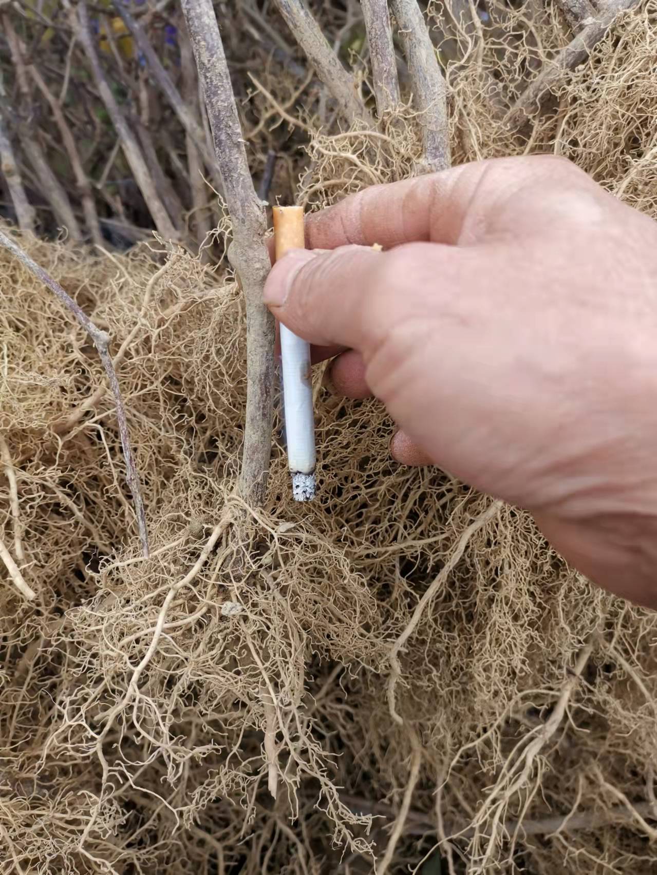 水阳桃实生苗，猕猴桃种子实生苗和各种品种的嫁接苗长期产地供应