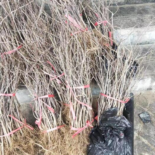 永顺县水阳桃实生苗，猕猴桃种子实生苗和各种品种的嫁接苗长期产地供应