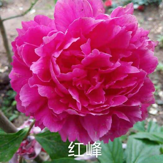 郯城县观赏芍药