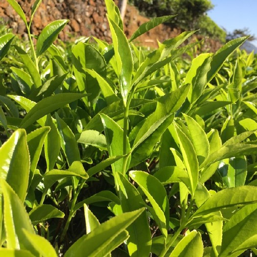 潮州单丛茶