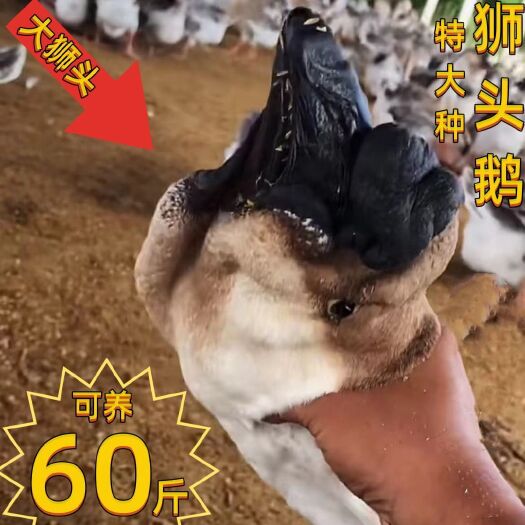汕头狮头鹅特大纯种巨无霸狮头鹅成年鹅活体批发巨型狮头鹅纯种灰鹅