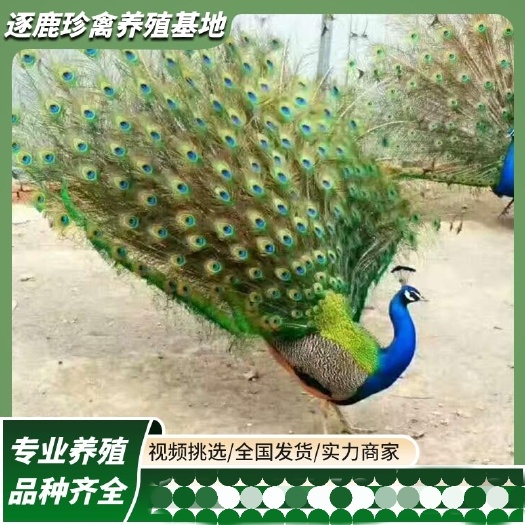 一到六年蓝孔雀白孔雀花孔雀