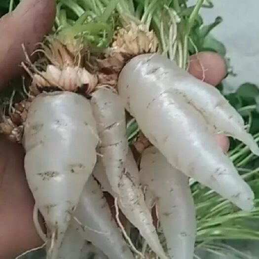 鄱阳县水晶萝卜种苗，水晶萝卜种块批发