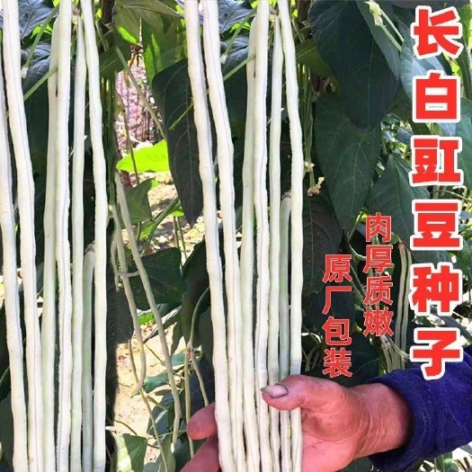 丰产特长白豆角种子早熟爬藤小白龙豆种籽春秋二季播农家蔬菜种