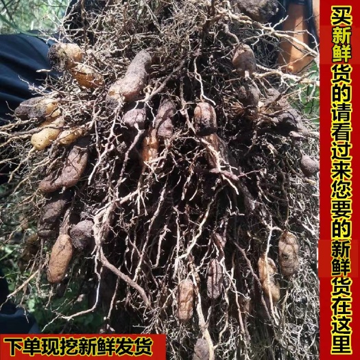 连州市粤北新鲜生麦冬现挖麦门冬500g沿阶草川麦冬可配合沙参玉竹黄