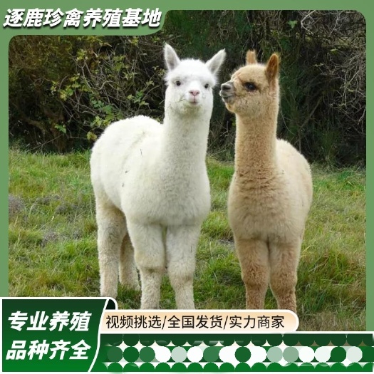 羊驼幼崽活的小羊驼出售澳洲观赏成年羊驼萌宠租赁家养羊驼活物
