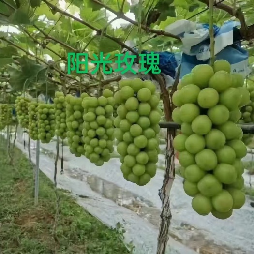 卢龙县阳光玫瑰葡萄苗