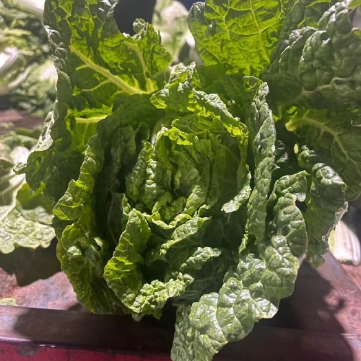 毕节云南黄心菜一颗4.5斤左右