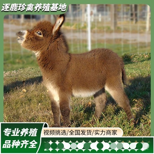 迷你小驴幼崽出售儿童乘骑小毛驴网红宠物驴景区观赏驴养殖技术