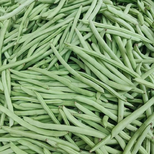 《精品四季豆》大量供应，一手货源，
