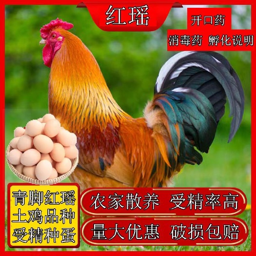 【国家扶农】红瑶土鸡苗，做好疫苗发货，支持养殖技术指导，