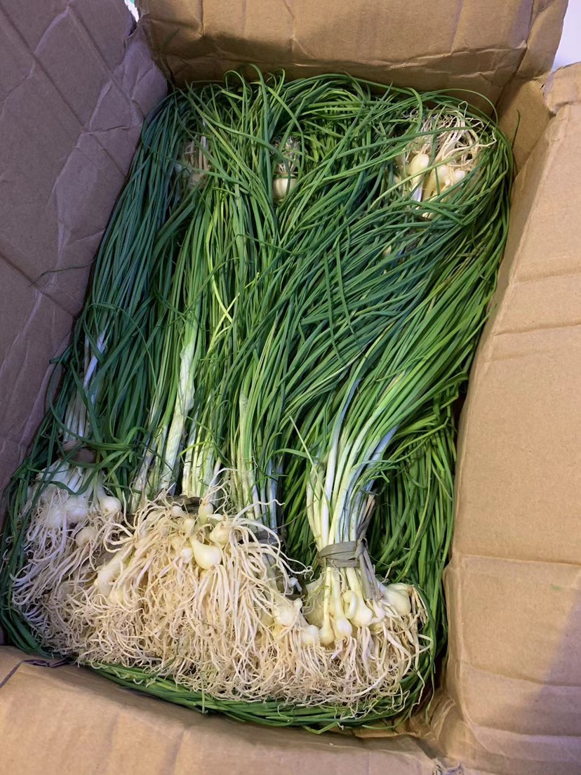花垣县湖南湘西野山葱 春季大量供应