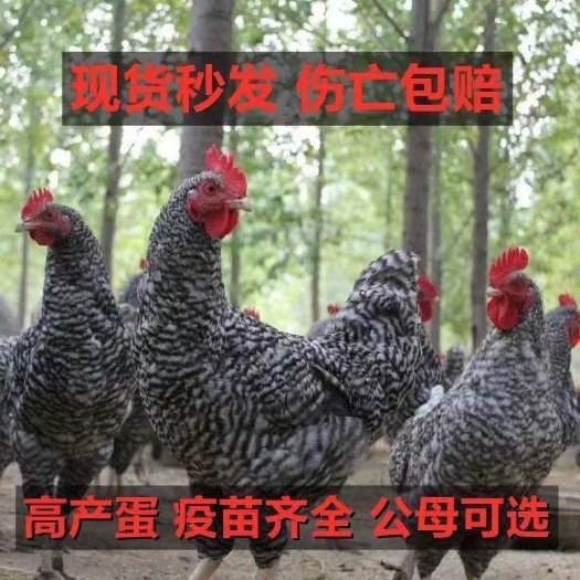 毕节【贵州优选】精品芦花鸡苗大种黑芦花鸡苗，欢迎实地考察